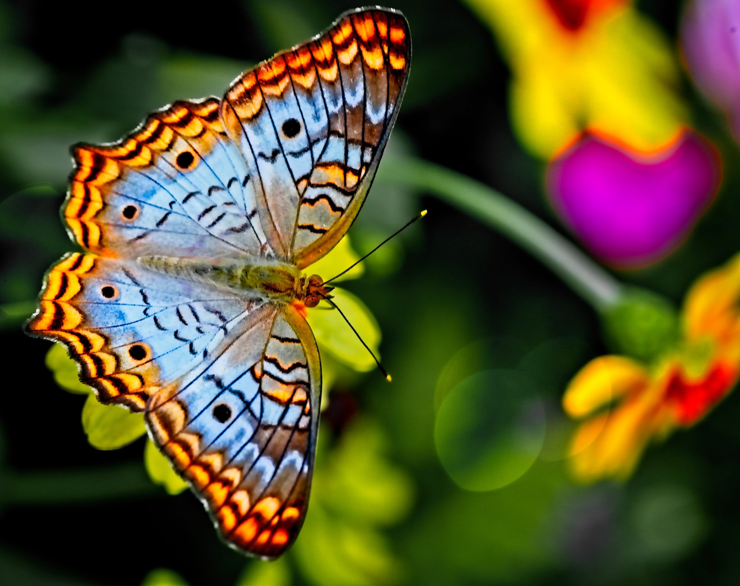 papillon sur fleur